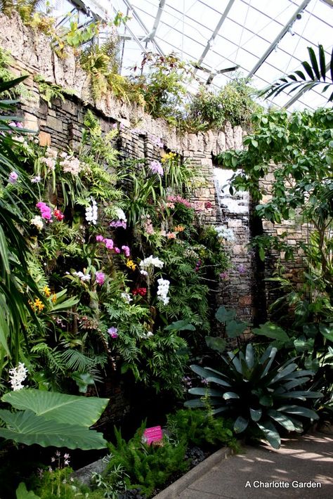 Daniel Stowe Botanical Garden, I want to own you Orchid Garden Ideas Backyards, Orchid Wall, Fish Pond Gardens, Orchid Flower Arrangements, Aquascape Design, Orchid Greenhouse, Courtyard Gardens, Courtyard Gardens Design, Orchid Garden