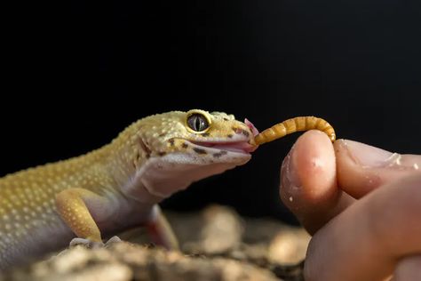 EarthSky | Reptiles as pets: dispelling the myths Leopard Gecko Food, Leopard Gecko Diet, Fancy Bearded Dragon, Meal Worms Raising, Mealworm Farm, Python Royal, Leopard Gecko Care, Gecko Food, Meal Worms