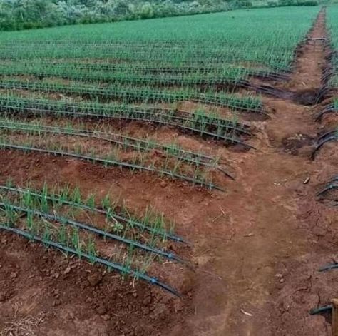 3 lines per bed Drip Irrigation Kit, Irrigation Systems, Drip Irrigation System, Farm Ideas, Drip Irrigation, Irrigation System, Onions, Agriculture, Vision Board