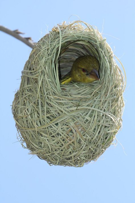 Baby AFRICAN Weaver Bird.  South Africa #weaver #bird #Africa http://www.flickr.com/photos/neeravbhatt/6179198428/ ❤️ Weaver Bird, Bird Eggs, Kinds Of Birds, Baby Bird, All Birds, Pretty Birds, Colorful Birds, Little Birds, Bird Nest