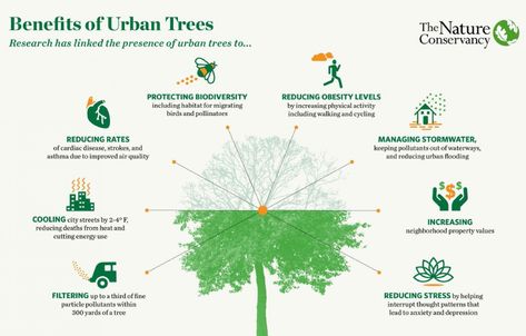 The benefits of urban trees | CNU Urban Forestry, Cardiac Disease, Landscaping Trees, Urban Tree, Urban Forest, Street Trees, Heart Projects, Home Bar Designs, Heath And Fitness