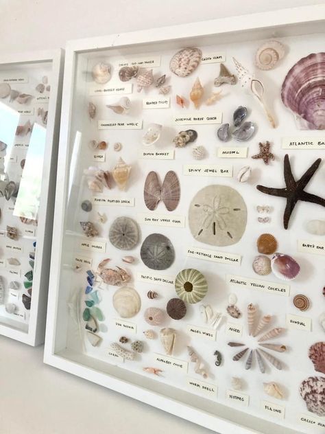 Shell Shadow Box Ideas, Shadow Box Ideas, Seashell Display, Koti Diy, Shell Display, Ocean Room, Art Coquillage, Seashell Projects, Memory Boxes