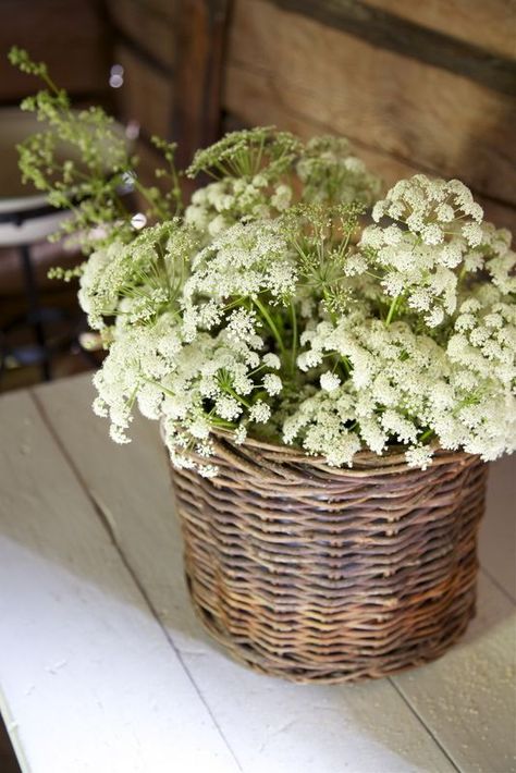 Queen Anne Lace, Daucus Carota, Queen Anne's Lace, Queen Annes Lace, Deco Floral, Wicker Basket, Lace Flowers, Beautiful Blooms, Flower Basket