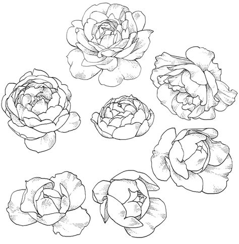 Flowers Drawn, Peony Drawing, Plants Illustration, Illustration Tattoo, Flower Drawing Tutorials, Flowers Drawing, Flower Drawing Design, Flower Sketches, Floral Drawing