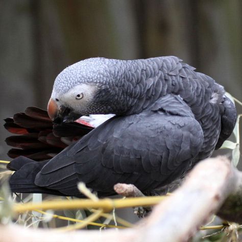 Timneh (African) Grey Parrot Timneh African Grey, African Parrot, Congo African Grey, Talking Parrots, Grey Parrot, African Grey Parrot, African Grey, Tree Trunks, Parakeets