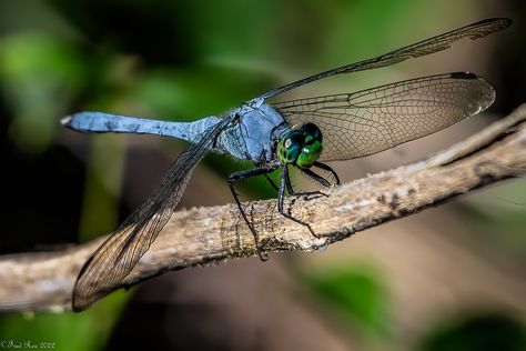 Ready for take off | Eastern Pondhawk [Erythemis simplicicol… | Flickr Eastern Pondhawk, Planet Earth, Animals