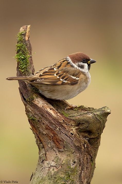 Eurasian Tree Sparrow (Passer montanus) Europe, Asia Tree Sparrow, 수채화 그림, Airbrush Art, Nature Birds, Bird Pictures, Bird Drawings, Pretty Birds, Bird Photo, Colorful Birds