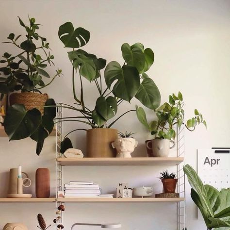 Imma Galiana on Instagram: "Plants have a positive effect on health and the working environment. That’s why I moved my workplace to the best place in the apartment for plants #🌿 #iicbotanicalbliss  . . Es ist bekannt, dass Pflanzen einen positiven Einfluss auf die Gesundheit und das Arbeitsumfeld haben. Deshalb habe ich meinen Arbeitsplatz an den besten Platz in der Wohnung für Pflanzen verlegt #🪴#iic #botanicalbliss  . . #plantsarelife #workspaces #workplacedesign #instagraminteriorchallenge #workplacewellness #workplacewellbeing #workplaceculture #homeofficegoals #homeofficedecor #homeofficeideas #homeofficedesign #homeofficespace #plantasdeinterior #plantasdecorativas #plantsarefriends #international_interior_inspo #solebich #workplaceinteriors #workplaceinspiration #plantsathome  @ii Plant Inspiration, Office Plants, The Apartment, Scandinavian Inspired, To The, Interior Inspo, Elle Decor, Scandinavian Design, House Plants