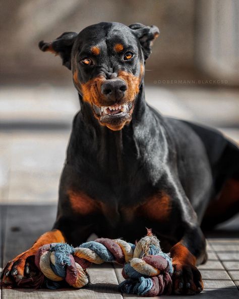 Doberman Reference, Barbershop Mural, Doberman Pinscher Dog, Scary Dogs, Animal Reference, Reference Pics, Mental Stimulation, Doberman Dogs, Canine Art