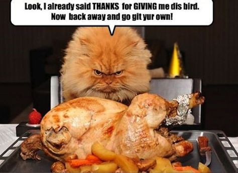 Tickled Turkey | purpleslobinrecovery Funny Thanksgiving Pictures, Funny Thanksgiving Memes, Thanksgiving Pictures, Angry Cat, Funny Thanksgiving, Cute Animal Photos, Cute Animal Pictures, Grumpy Cat, Animal Photo