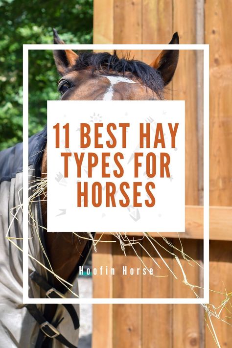 Dietary management in horses is critical to their health and wellness. Unsupervised or negligent feeding can cause a whirlwind of medical ailments that are painful and uncomfortable. https://www.hoofinhorse.com/best-hay-types-for-horses/ Horse Guide, Horse Grooming Kit, Horse Charm Bracelet, Equine Veterinarian, Horse Riding Shirt, Alfalfa Hay, Horse Hay, Grass Hay, Horse Behavior