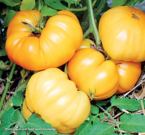 4 favorite heirloom tomatoes: Tomato guru Brie Arthur shares four of her favorite heirloom tomatoes. They produce lots of fruit, add color to your garden and plate, and taste delicious! Tomato Types, Tomato Heirloom, Breakfast Potato, Tomatoes Growing, Tomato Breakfast, Growing Tomatoes From Seed, Growing Organic Tomatoes, Growing Organic Vegetables, Tomato Farming