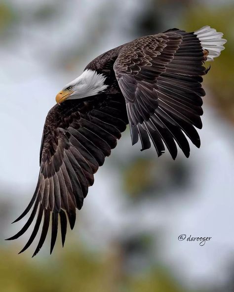 Bald Eagle Art, Harpy Eagle, Prey Animals, Tattoo Nature, Animals Tattoo, Usa Eagle, Eagle Images, Eagle Painting, Eagle Wallpaper