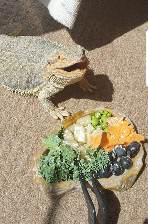 Bearded Dragon Setup, Cute Lizards, Bearded Dragon Terrarium Ideas, Dragon Terrarium, Bearded Dragon Diy, Bearded Dragon Funny, Bearded Dragon Enclosure, Bearded Dragon Terrarium, Bearded Dragon Food