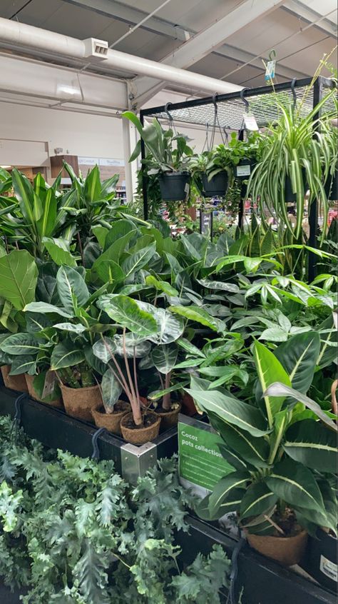 Plant Aesthetic Outdoor, Greenery Astethic, Plants Astethic, Greenhouse Aesthetic, Types Of Houseplants, Houseplants Low Light, Plant Goals, Blue Plants, Plant Problems