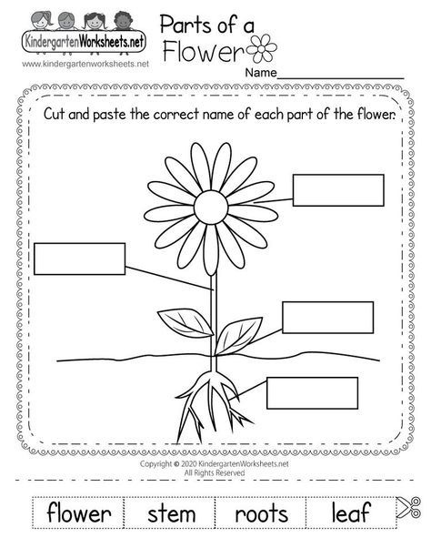 May Worksheets Free Printable, Worksheet On Flowers For Kindergarten, What Do Plants Need To Grow Worksheets, Parts Of A Plant Worksheet Kindergarten, Parts Of A Plant Free Printable, Parts Of A Flower Kindergarten, Flower Parts Worksheet, Part Of Flower Worksheet, Science Worksheets For Kindergarten Free Printable