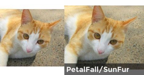 PetalFall/SunFur | Whats your Warrior name and look? Warrior Cats Quiz, Warrior Cats Name Generator, Warrior Name, Warrior Cat Names, Warrior Names, Quiz Results, Name Generator, Warrior Cat, Cat Names