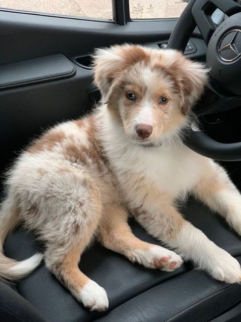 Red Merle Aussie Puppy, Aussie Puppy Aesthetic, Aussie Red Merle, Australian Shepherd Merle, Red Merle Australian Shepherd Puppy, Merle Puppies, Puppy Australian Shepherd, Red Aussie, Merle Dogs