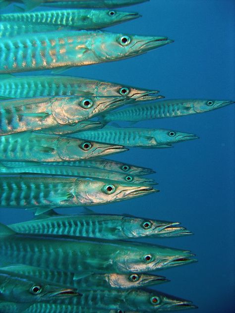 Marine Life Art, Fish Under The Sea, Fauna Marina, Coral Bay, Sharm El Sheikh, Foto Art, Ap Art, Ocean Creatures, Marine Animals