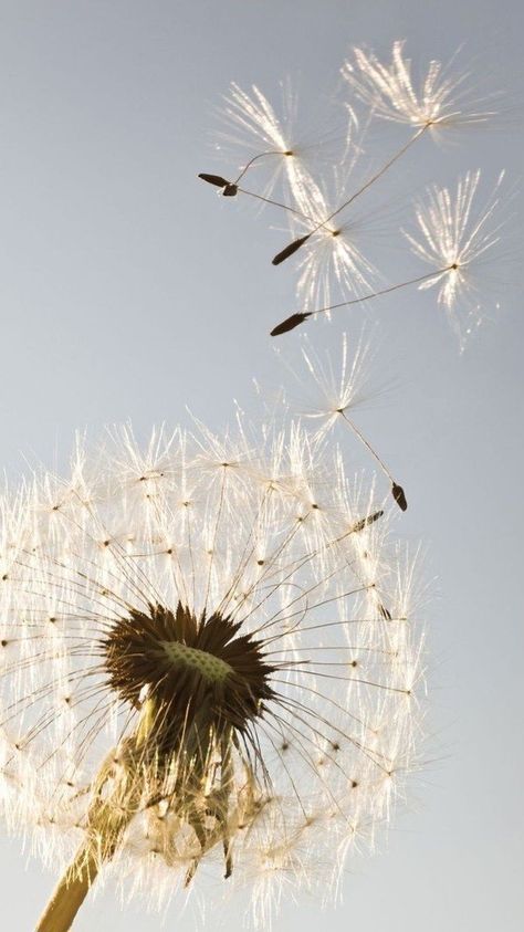 Whats Wallpaper, Dandelion Art, Blowing In The Wind, Dandelion Wish, Dandelion Flower, Healing Herbs, Make A Wish, Mother Earth, Nature Beauty