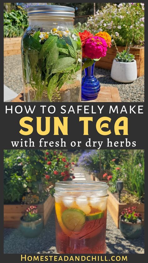 Fresh Herb Tea Recipes, How To Make Tea From Herbs, Lemon Verbena Benefits, Pineapple Sage Uses, Pineapple Sage Recipes, Pineapple Sage Tea, Spearmint Tea Recipe, Garden Grimoire, Tea Herb Garden