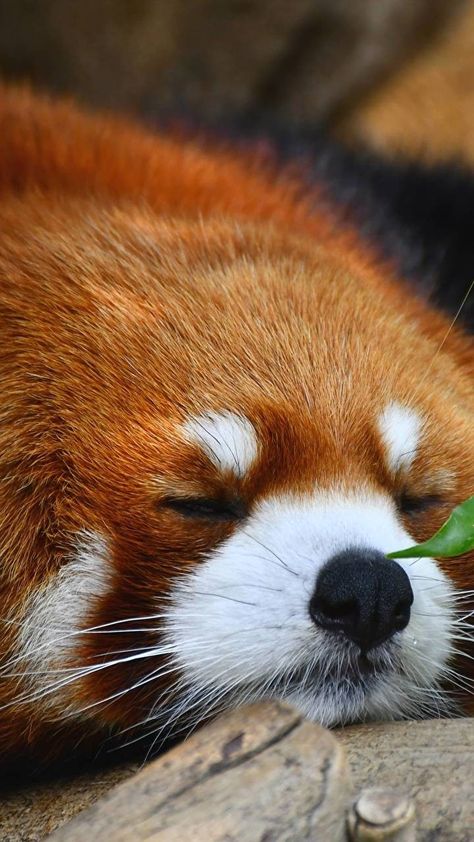 Panda Wallpaper Iphone, Panda Background, Largest Domestic Cat, Red Panda Cute, Rabbit Wallpaper, Sleeping Animals, Red Pandas, Image Background, Trash Panda