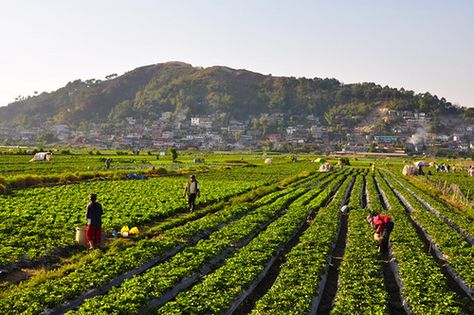 Strawberry Farm La Trinidad Benguet Philippines Strawberry Farm Baguio, Philippine Farm, Farm Philippines, Benguet Philippines, Agriculture Pictures, Philippines Destinations, Travel Philippines, Nostalgia Art, Farm Pictures