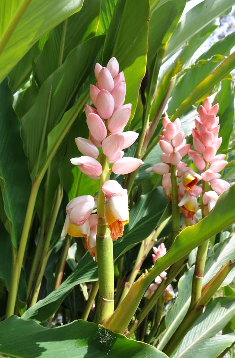 Alpinia 'Giant Pink' | Bamboo Land Nursery QLD Australia Ginger Plant Flower, Understory Plants, Bamboo Species, Bamboo Flower, Growing Ginger, Ginger Plant, Ginger Flower, Tropical Flower Plants, Backyard Plants