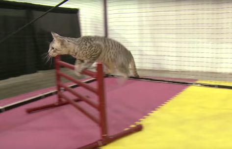 Cat Agility Course, Dog Agility Aesthetic, Dog Agility Course Design, Dog Agility Jumps Diy, Cat Jungle Gym, Agility Equipment For Dogs, Cat Jungle, Spotted Cat, Kitty Baby