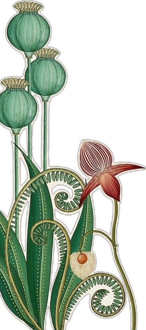 Camilla Frances Prints, Fiori Art Deco, Camilla Frances, Katie Scott, Folk Art Flowers, Plant Illustration, Fun Art, Pics Art, Botanical Illustration