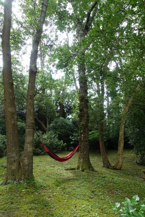 Relaxing Backyard, Garden Inspo, Camping Hammock, Hanging Hammock, Outdoor Trees, Two Trees, 19th Birthday, Summer Plans, Hammock Camping