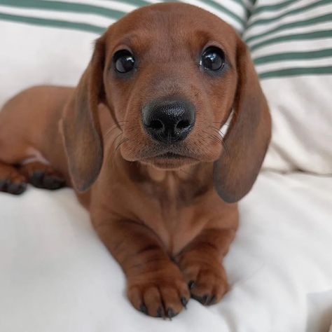 Dachshund Puppy Funny, Daschund Puppies, Dachshund Puppy Long Haired, Red Dachshund, Baby Dachshund, Dachshund Puppy Miniature, Hybrid Dogs, Dachshund Lovers, Dachshund Puppies