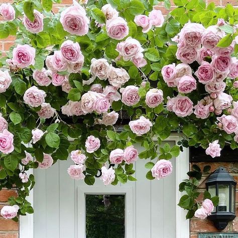 Naomi | English country lifestyle on Instagram: "My favourite flower…the English rose. This beauty is called Constance Spry bred by @david_austin_roses - a fast growing, tall climber with the most heavenly scent. If you had to choose one favourite flower, what would it be? Happy Sunday.🤍" Constance Spry, Food Plot, Country Lifestyle, David Austin Roses, David Austin, English Rose, English Roses, Choose One, Fast Growing