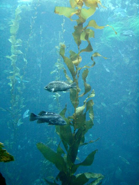 Ocean Plants, Underwater Plants, Clean Ocean, Tattoos Mandala, Sea Plants, Sea Vegetables, Kelp Forest, Monterey Bay Aquarium, Japon Illustration