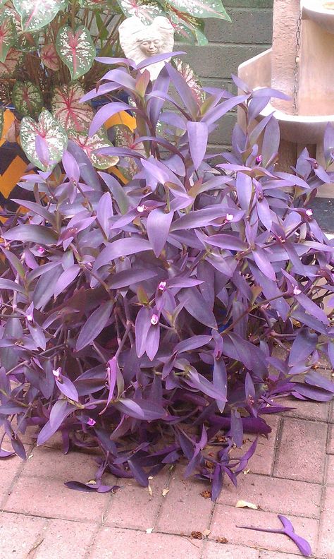 Purple Heart groundcover Purple Queen Plant, Blue Flowering Plants, Purple Desert, Purple Heart Plant, Petunia Flower, Purple Queen, Desert Rose Plant, Sage Plant, Purple Succulents