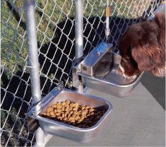 Automatic Dog Waterer | Dog Bowls & Heaters | Nelson Mfg Automatic Dog Waterer, Automatic Waterer, Dog Equipment, Puppies Tips, Dog Rooms, Best Dog Food, Dog Feeder, Dog Fence, Dog Feeding