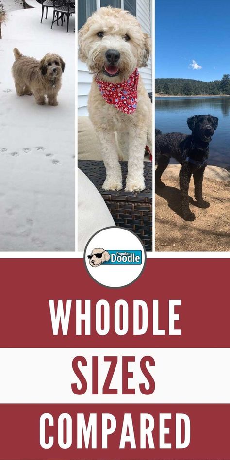 How big do Whoodles get? We'll share the average height and weight of all Whoodle sizes. The toy Whoodle size, mini Whoodle size, and standard Whoodle size are all included! Whoodles Dog, Whoodle Haircuts, Whoodle Dog, Whoodle Puppy, Doodle Dog Breeds, Poodle Mix Breeds, Average Height, Cool Doodles, Doodle Puppy