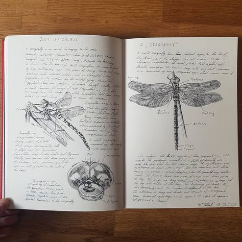 inktober52, inktober2021, dragonfly, art, fineliner art, anatomy Dark Academia Anatomy Sketches, Dragonfly Drawing Sketch, Dragonfly Anatomy, Dragonfly Aesthetic, Dragonfly Sketch, Insect Study, Dragonfly Drawing, Art Anatomy, Botanical Sketchbook