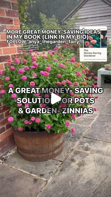 Anya Lautenbach on Instagram: "Follow @anya_thegarden_fairy 📣MORE IN MY BOOK- link in my bio  ➡️ ONE PACKET OF SEEDS AND HARDLY ANY MONEY SPENT- ZINNIAS IN POTS   If you would like to learn more, please subscribe to my IG channel. Visit my profile and click on ‘SUBSCRIBE’.  WHEN TO SOW⬇️ 🧚🏻 UNDER COVER: March- May 🧚🏻 Plant outside after the danger of frost has passed  🧚🏻 SOW DIRECT: May -June  🧚🏻 SPACING IN THIS POT: 10 cm (4”) apart  FLOWERING⬇️ 🧚🏻 July- until first frost  ABOUT ZINNIAS⬇️ 🧚🏻 Zinnias do best in hot, dry summers, need good drainage and very sunny ( at least 6 hours of full sun a day)  position.  🧚🏻 Zinnias benefit from regular feeding ( I use my own Comfrey feed- recipe and details how to dilute it on page 70 in my book)   VASE LIFE⬇️ 🧚🏻 7 days  EXTRAS ⬇️ Zinnia Flowers In Pots, Zinnia In Pots, Potted Zinnias, Zinnias In Containers, Zinnias In Pots, Book Vase, Zinnia Flowers, Annual Flowers, Garden Pots