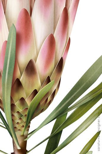 Protea Art, Wallpaper Crafts, Botanical Flower Art, Protea Flower, Designer Prints, Watercolor Flower Art, Floral Collection, Watercolor Flowers Paintings, Beautiful Flower Arrangements