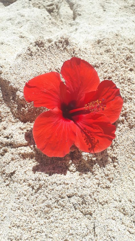 Flor Iphone Wallpaper, Hibiscus Plant, Red Beach, Nothing But Flowers, Flower Therapy, Red Wallpaper, Summer Wallpaper, Red Aesthetic, Exotic Flowers