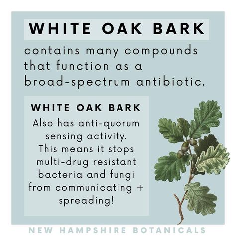 New Hampshire Botanicals on Instagram: “White oak bark also contains QUERCETIN, a plant-based antihistamine + anti-inflammatory! ————— You can find locally harvested white oak…” Plant Chemistry, Herbs Magic, Herbal Benefits, Magic Herbs, Instagram White, Health Info, White Oak, Mother Earth, New Hampshire