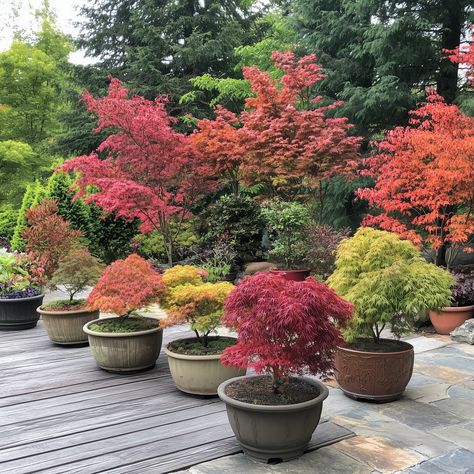 Shop the largest selection of Japanese Maples from MrMaple.com, the best source for Japanese maples online. We offer a wide variety of ginkgo, azaleas, bonsai, and other plants for every need. Plus, dwarf, weeping, variegated, and native varieties available. Japanese Maple Care, Japanese Maple Varieties, Japanese Maple Garden, Coral Bark Japanese Maple, Trees In Pots, Japanese Maples, Maple Trees, Japanese Maple Tree, Koi Fish Pond