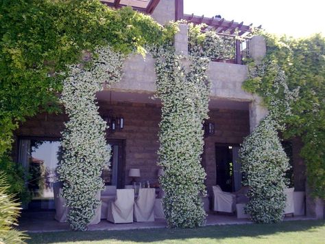 Rhyncospermum Jasminoides, Garden Idea, Garden Structures, Rock Garden, Pergola, Outdoor Living, Villa, House Styles, Home Decor