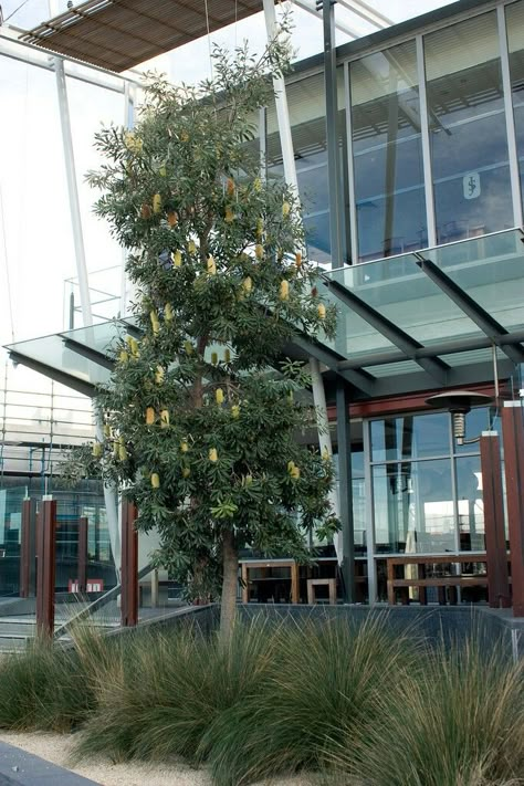 Banksia integrifolia underplanred with poa grasses Australian Front Garden, Bush Landscaping, Banksia Integrifolia, Feature Tree, Coastal Plants, Rustic Coastal Decor, Australian Garden Design, Australian Gardens, Coastal Entryway