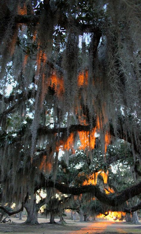 Lana Gramlich gets up very early in the morning to catch the light in the swamps of Louisana.  That's spanish moss in ancient trees. Live Oak With Spanish Moss, Spanish Moss Aesthetic, Louisiana Cypress Trees, Spanish Moss Trees, Spanish Moss Photography, Louisiana Swamp Photography, Louisiana Trees Spanish Moss, Florida Trees, Louisiana Bayou