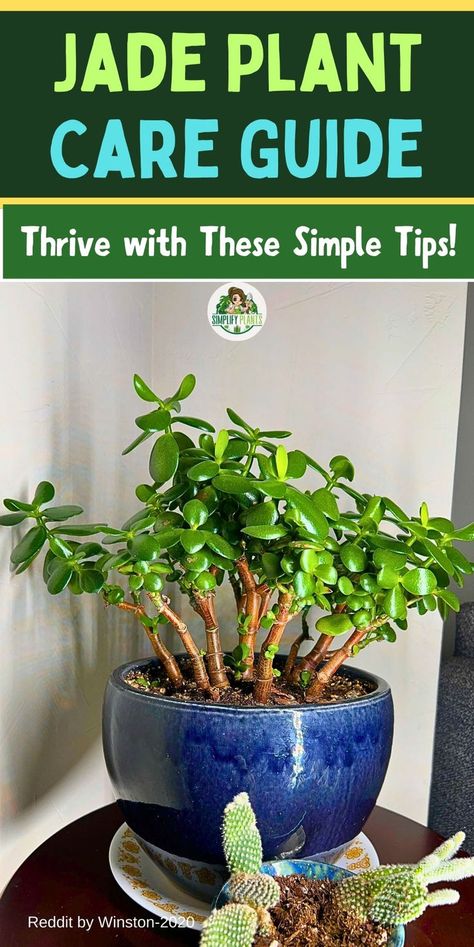 "Jade plant care, succulent care tips, indoor plant care, plant watering 
guide, gardening advice, potted plant care, houseplant maintenance, growing 
succulents, plant health tips, cultivating greenery" Prune Jade Plant, Jade Plant Pruning, Inside Gardening, Inside House Plants, Houseplant Ideas, Lily Plant Care, Jade Plant Care, Plants Grown In Water, Jade Bonsai