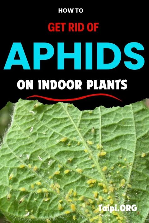 How to Get Rid of Aphids on Indoor Plants - The American Indoor Plants Informer Aphids On Plants, Indoor Fruit Trees, Plant Song, Get Rid Of Aphids, Plants That Repel Bugs, Insecticidal Soap, Plant Problems, Health And Vitality, Jade Plants