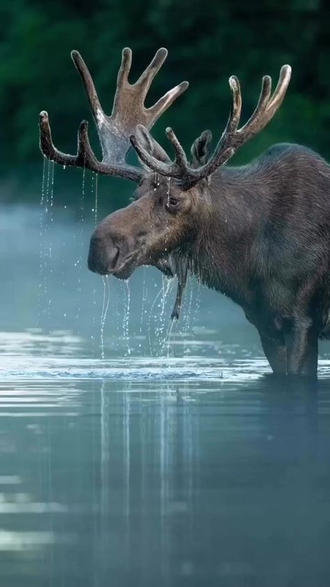 Canada Wildlife, Moose Pictures, Canadian Animals, Deer Photos, Canadian Wildlife, Bull Moose, Algonquin Park, Boreal Forest, Forest Friends