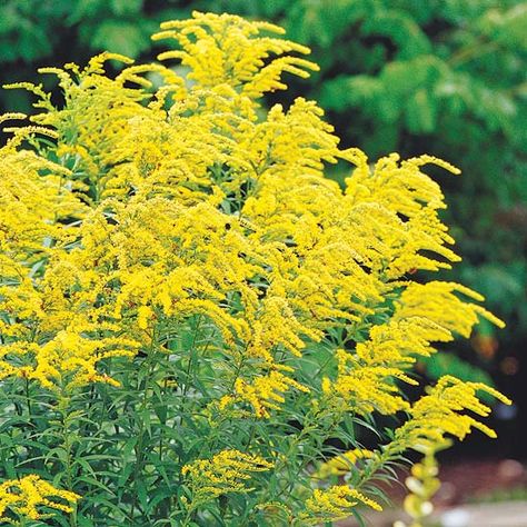 Would fall be the same without sunny Goldenrod? We don't think so: http://www.bhg.com/gardening/flowers/perennials/fall-garden-plants/?socsrc=bhgpin080814goldenrod&page=3 Fall Garden Checklist, Fall Garden Planting, Fall Blooming Flowers, Perennial Sunflower, Sweet Autumn Clematis, Fall Perennials, Autumn Clematis, Tattoo Plant, Drought Tolerant Perennials